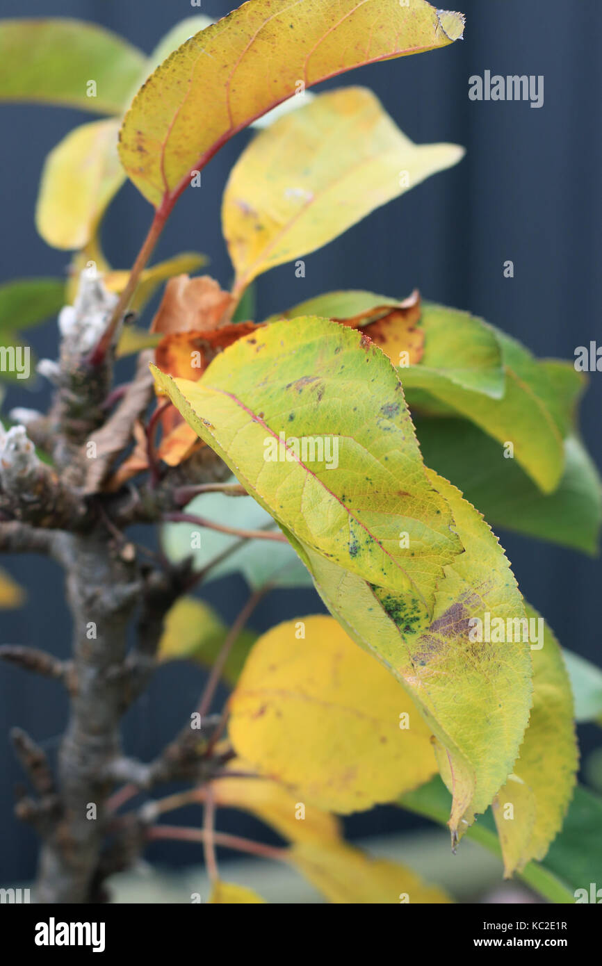 Close up di apple le foglie in autunno Foto Stock