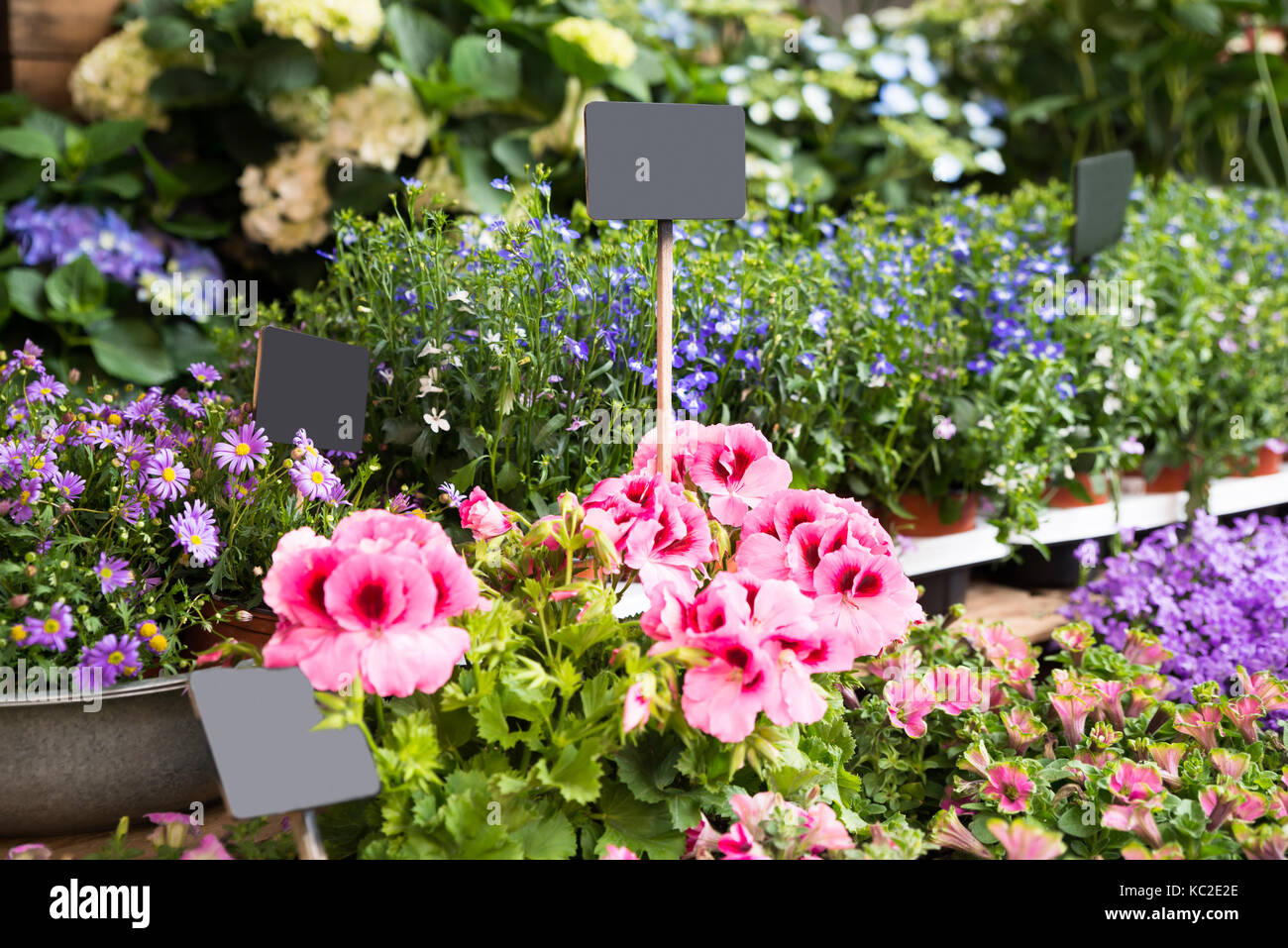 Close-up di fiori e piante in negozio Foto Stock