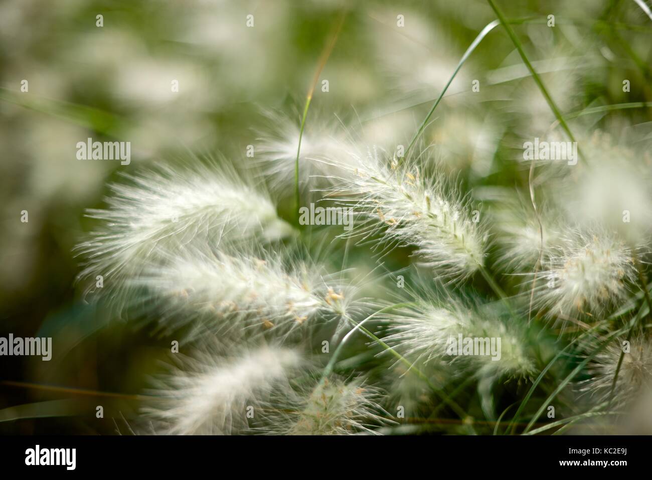 Background creato con erba di piume close up Foto Stock