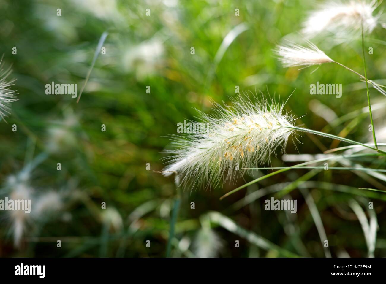 Background creato con erba di piume close up Foto Stock