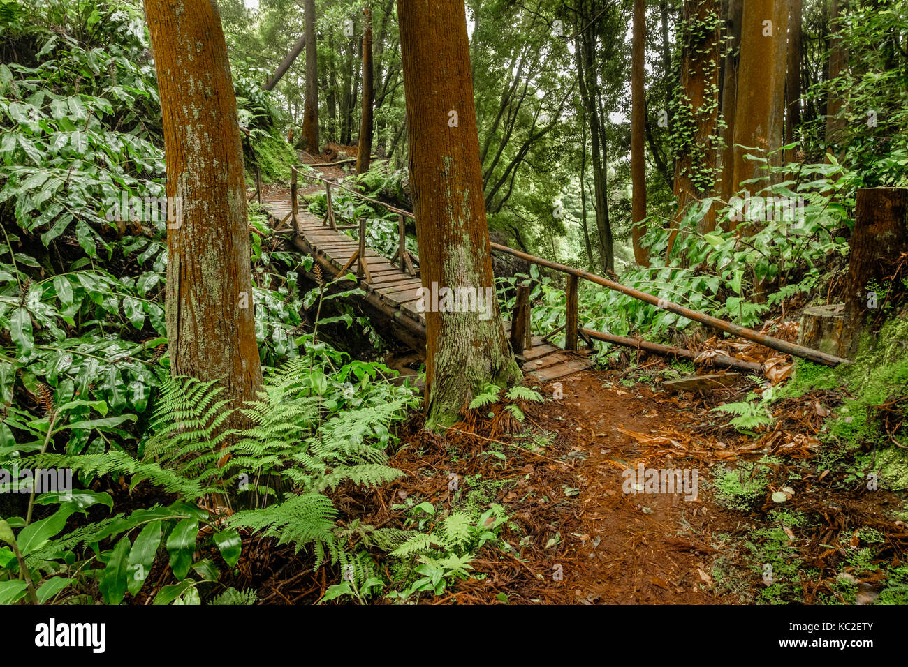 Florest trail in faial da terra florest a s.miguel island, Azzorre Foto Stock
