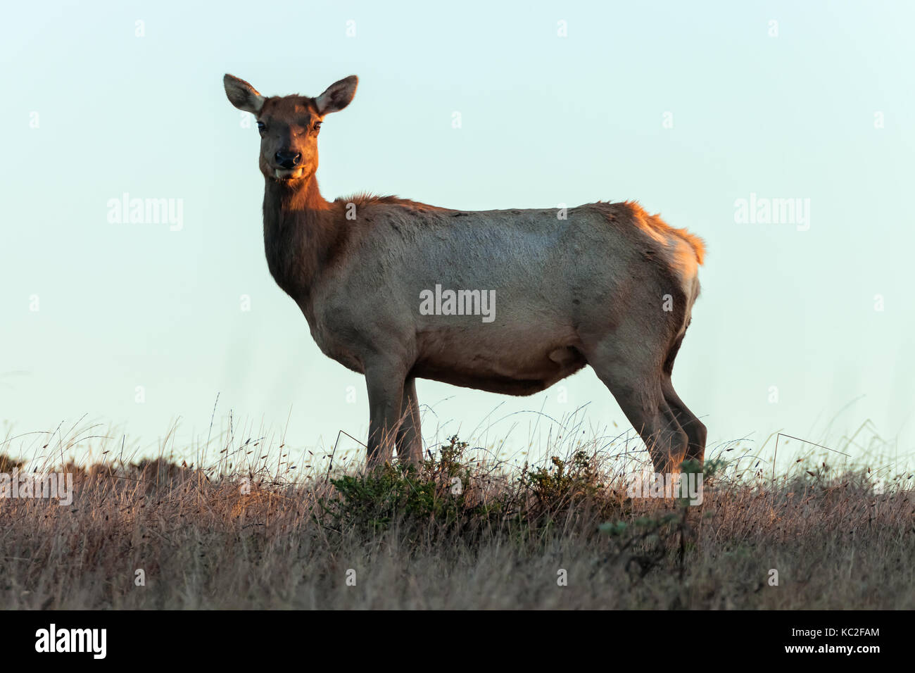 Ritratto di un tule elk vacca (cervus canadensis nannodes) Foto Stock