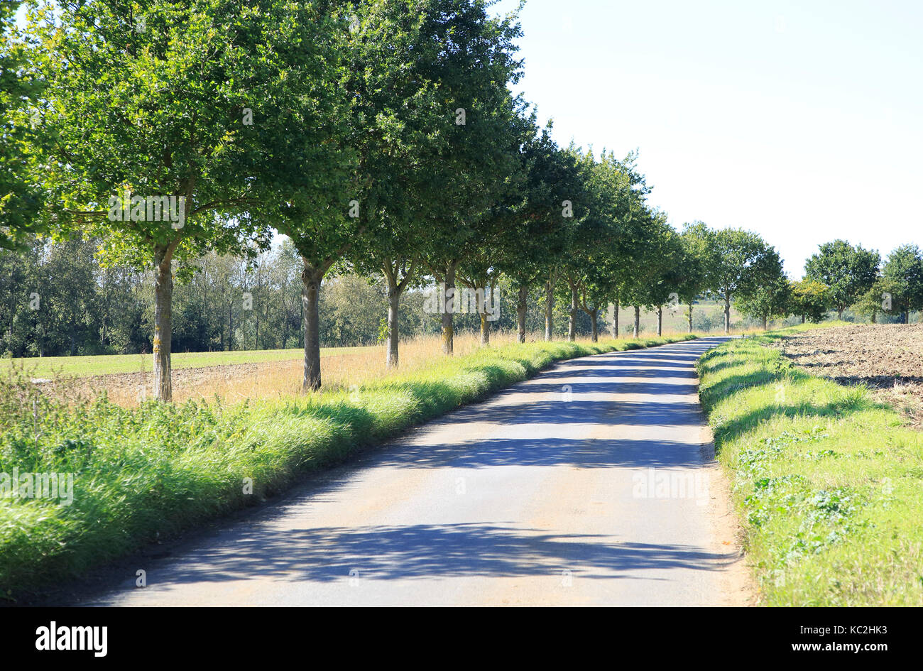 Paesaggio rurale della curvatura road, linea di alberi, cielo blu, erba verga, Brandeston, Suffolk, Inghilterra, Regno Unito Foto Stock