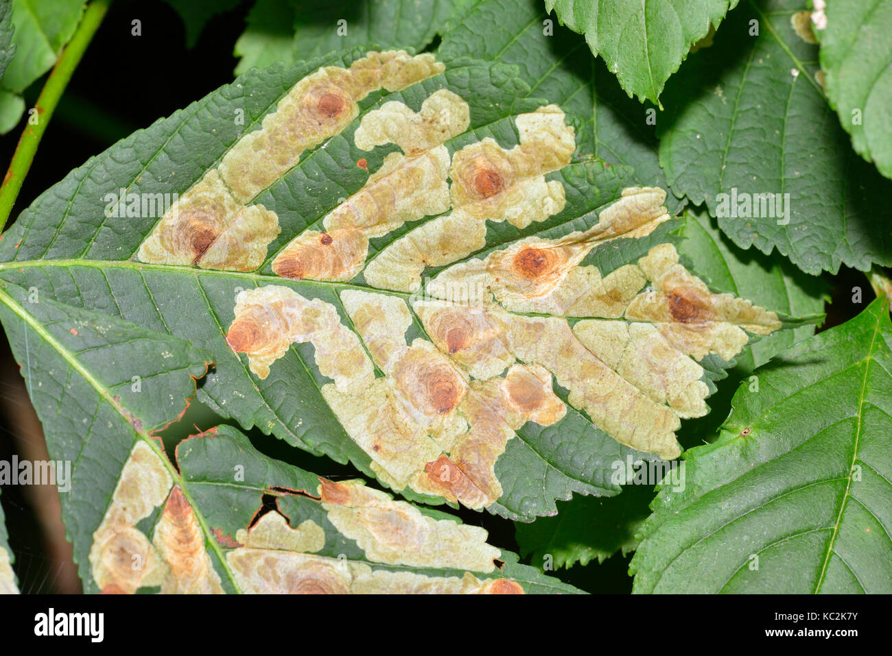 Ippocastano leaf miner - cameraria ohridella micro-moth leaf mine sul cavallo-foglie di castagno - Aesculus hippocastanum Foto Stock