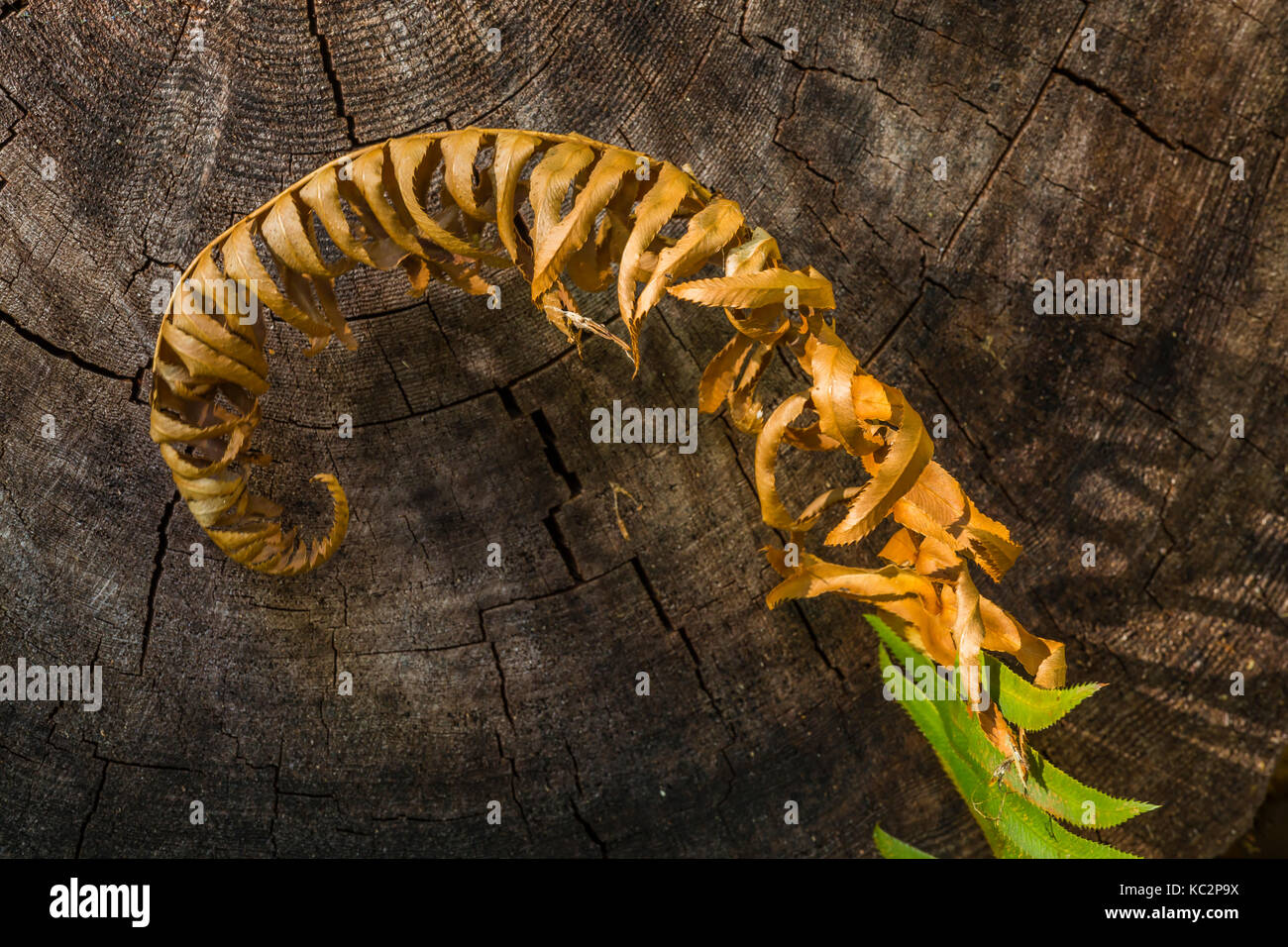 Sword Fern lungo Hoh River Trail fino al Blue Glacier, all'Olympic National Park, allo stato di Washington, Stati Uniti Foto Stock