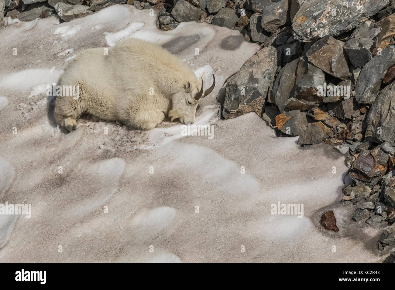 Capre di montagna, Oreamnos americanus, appoggiato su un residuo cumulo di neve in un giorno caldo, masticare il suo cud e raschiatura della superficie per ottenere a e mangiare il pulito Foto Stock