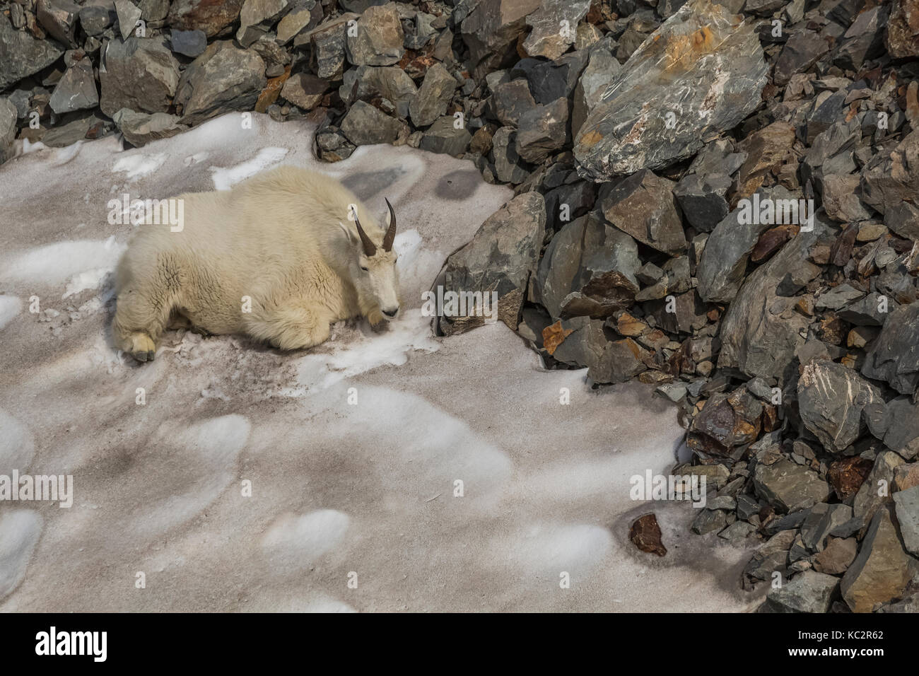 Capre di montagna, Oreamnos americanus, appoggiato su un residuo cumulo di neve in un giorno caldo, masticare il suo cud e raschiatura della superficie per ottenere a e mangiare il pulito Foto Stock