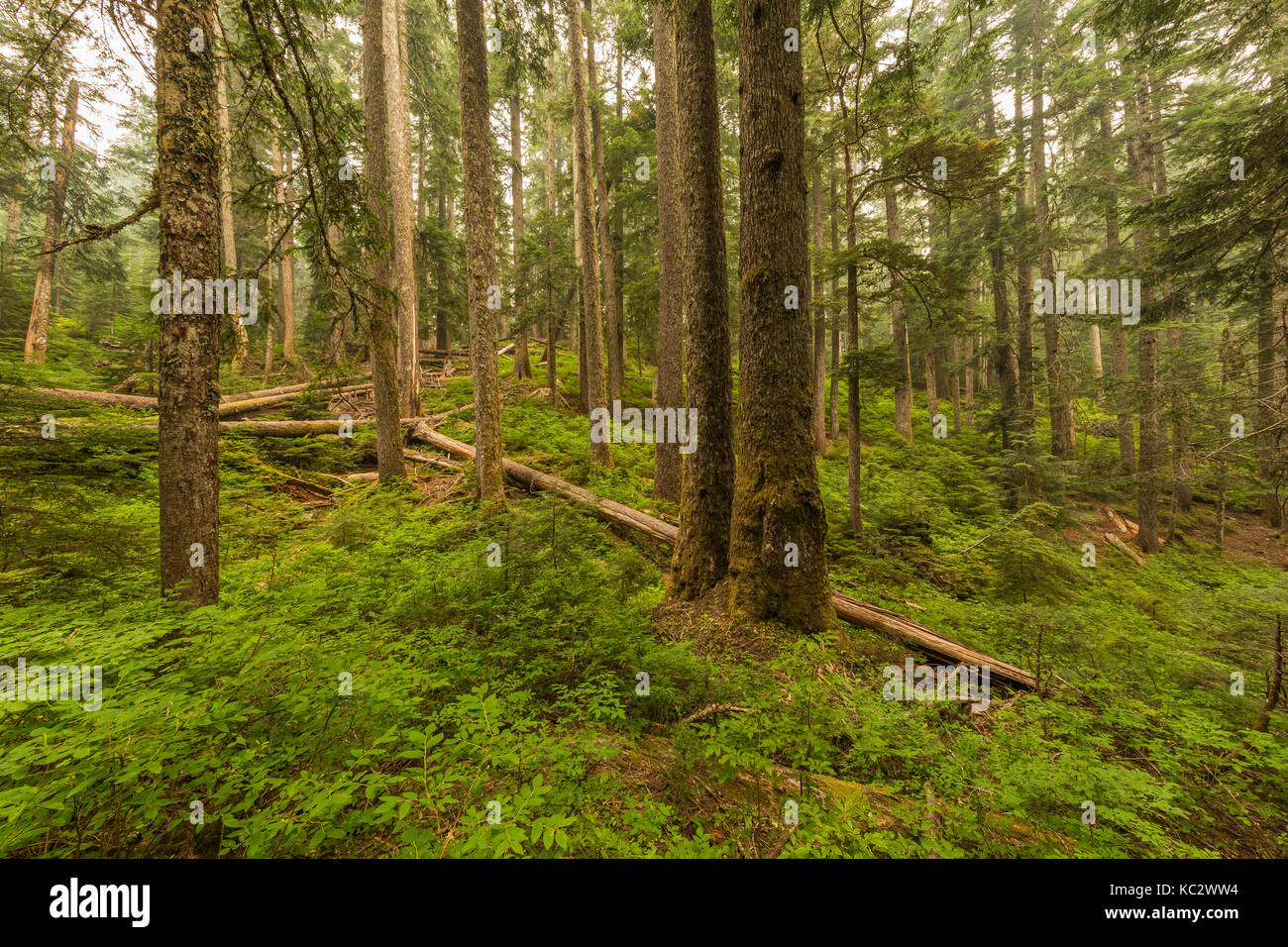 Hoh River Trail fino al Blue Glacier, all'Olympic National Park, allo stato di Washington, Stati Uniti Foto Stock