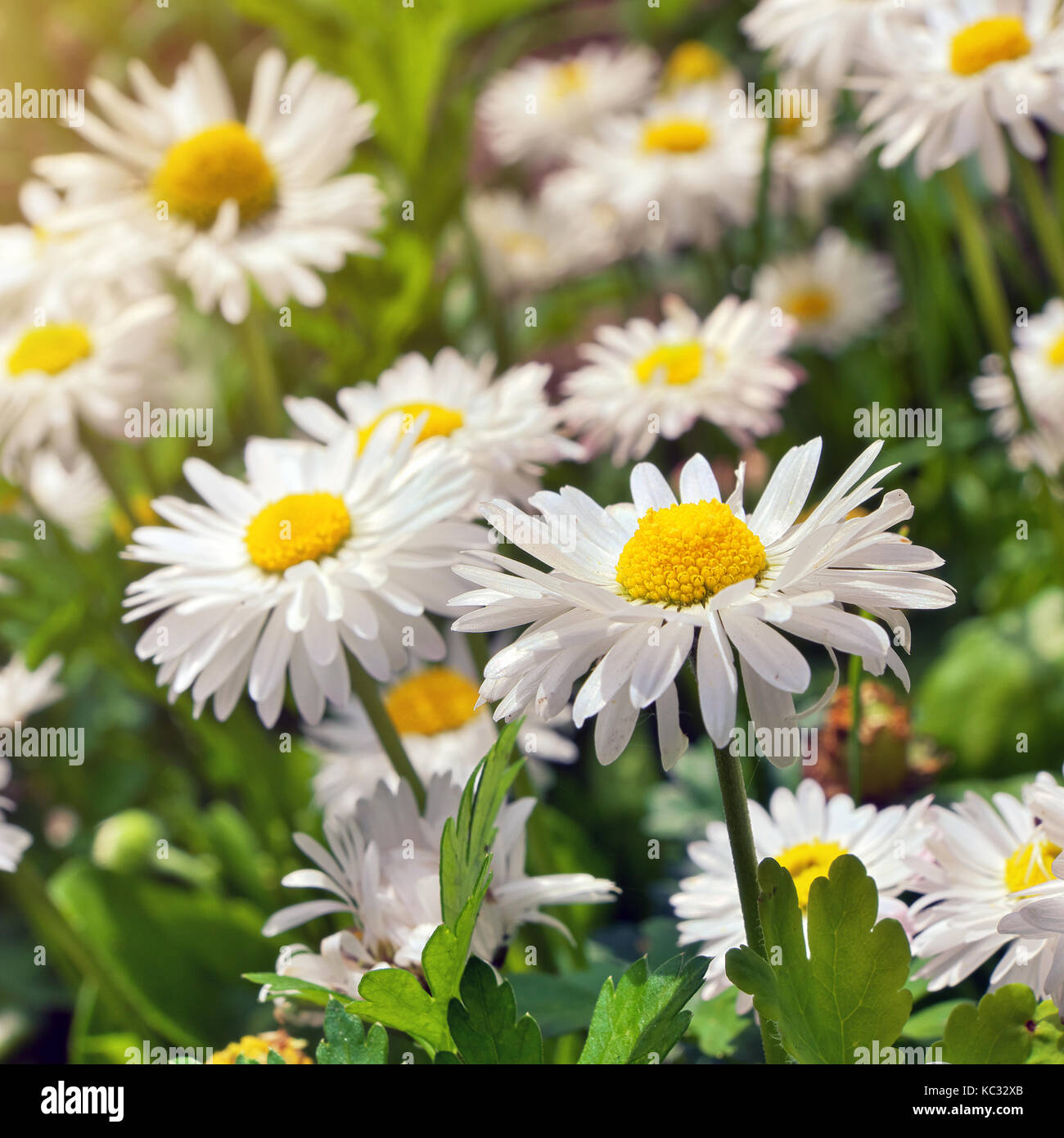 Blooming camomilla. fioritura i fiori di camomilla Foto Stock