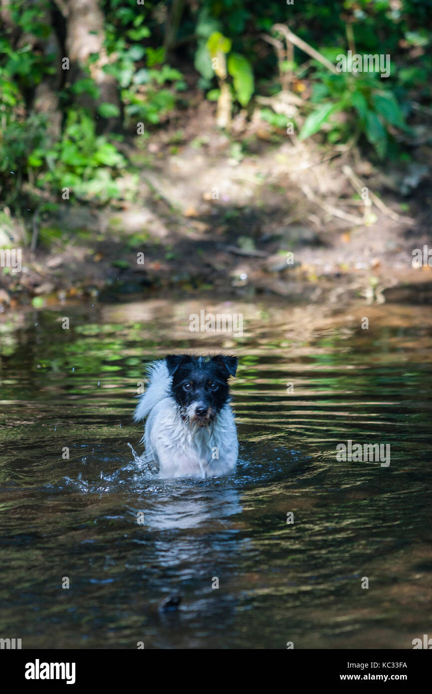 Un piccolo terrier cane a nuotare in un fiume Foto Stock