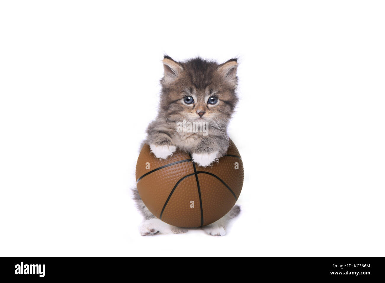 Maincoon gattino con una palla da basket su bianco Foto Stock