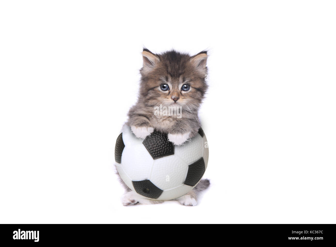 Maincoon gattino con un pallone da calcio su bianco Foto Stock