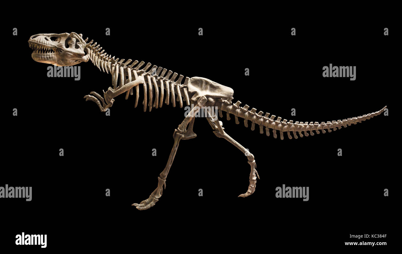 Scheletro di siamotyrannus isanensis ( famiglia di tyrannosauridae ) sullo sfondo isolata . Foto Stock