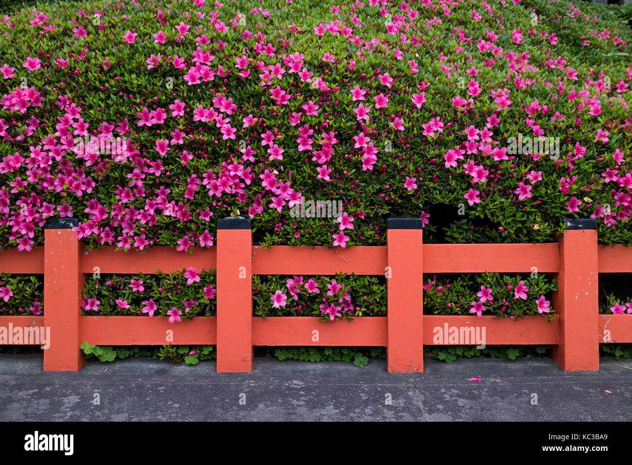 Kyoto, Giappone - 17 Maggio 2017: siepe di rosa fiori di azalea dietro un traditionel recinto rosso Foto Stock