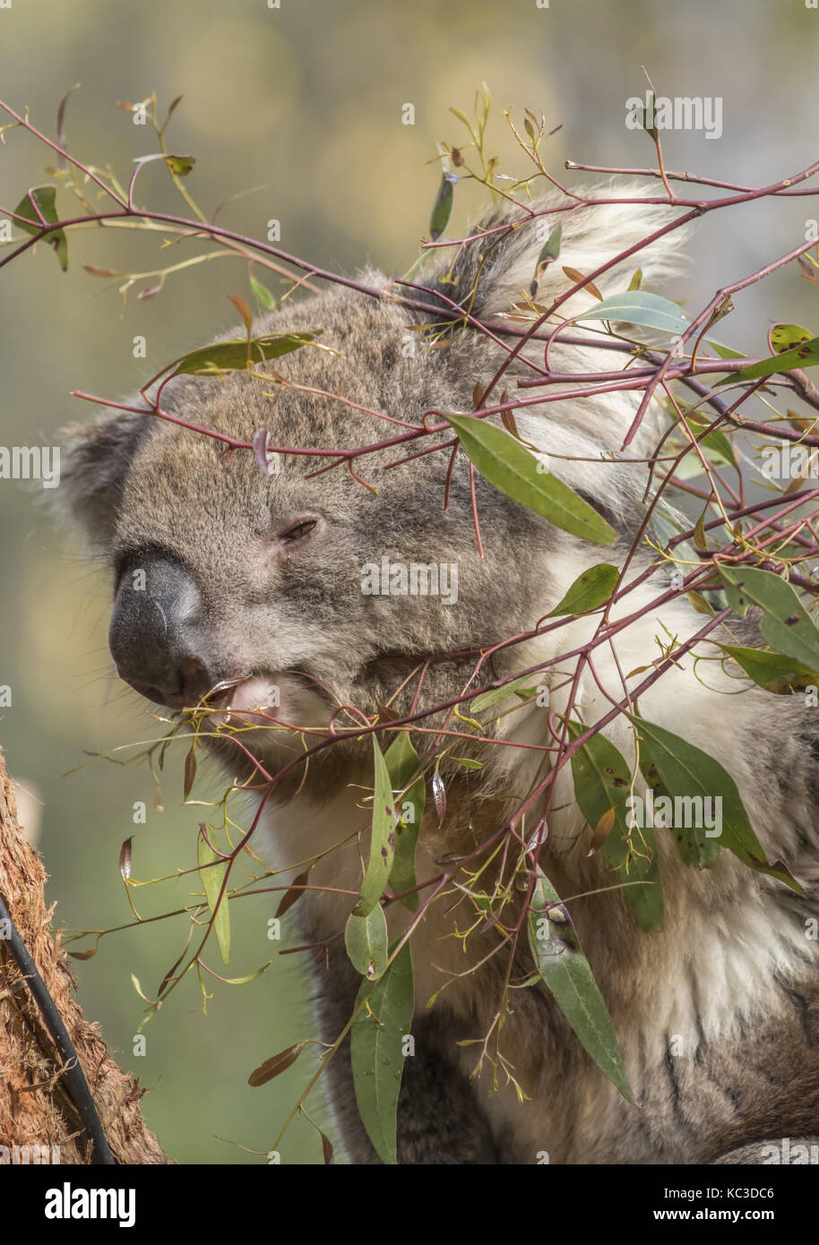 Bella teenage Koala munching su foglie di eucalipto. Foto Stock