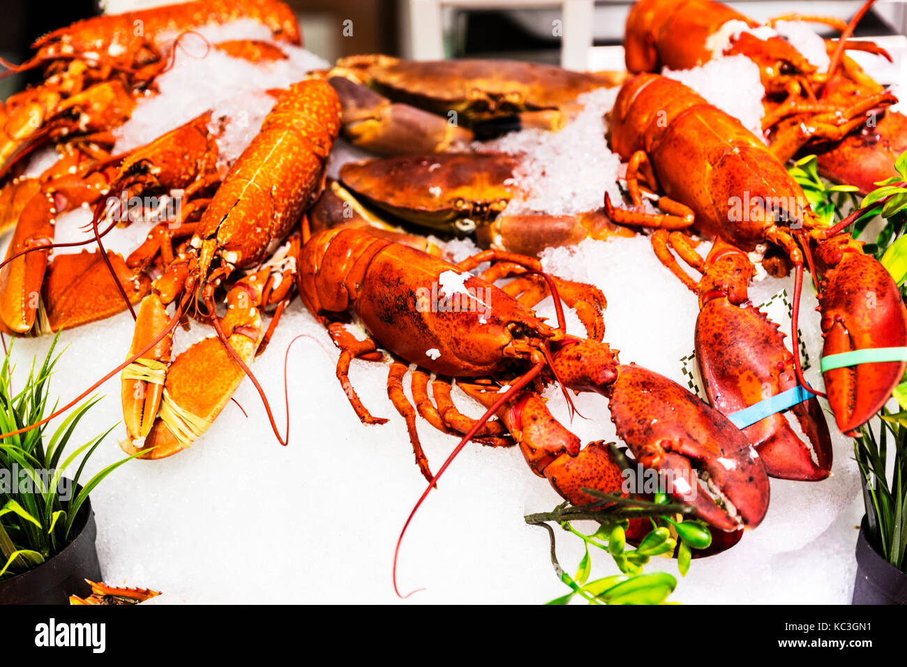 Aragosta, aragoste, astici freschi, pesce shop aragosta, aragoste in pescheria, aragosta display, aragoste visualizzato, cuocere le aragoste, aragosta cotte, Foto Stock