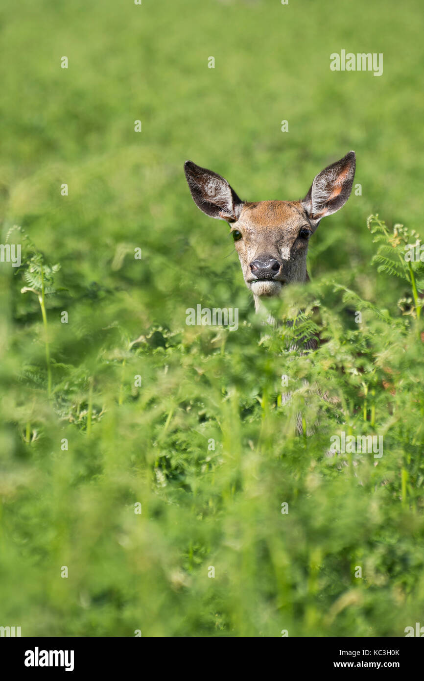 Femmina di daino di felci, doe - Richmond Park, Londra, Inghilterra, Regno Unito Foto Stock