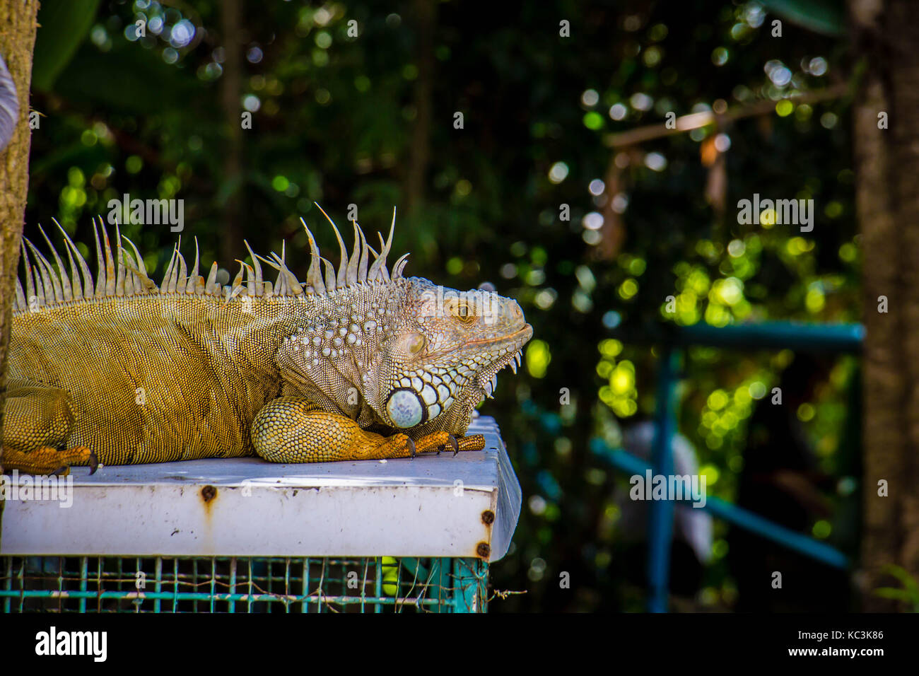 Iguana fotografia di close-up verticale verde di grandi dimensioni Foto Stock