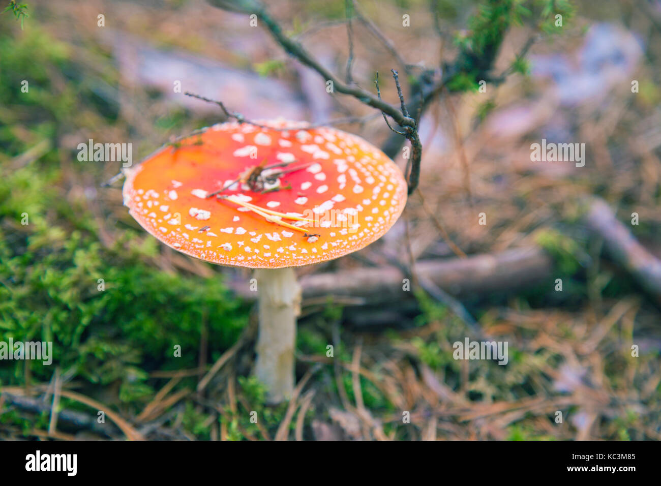 Toadstool Foto Stock