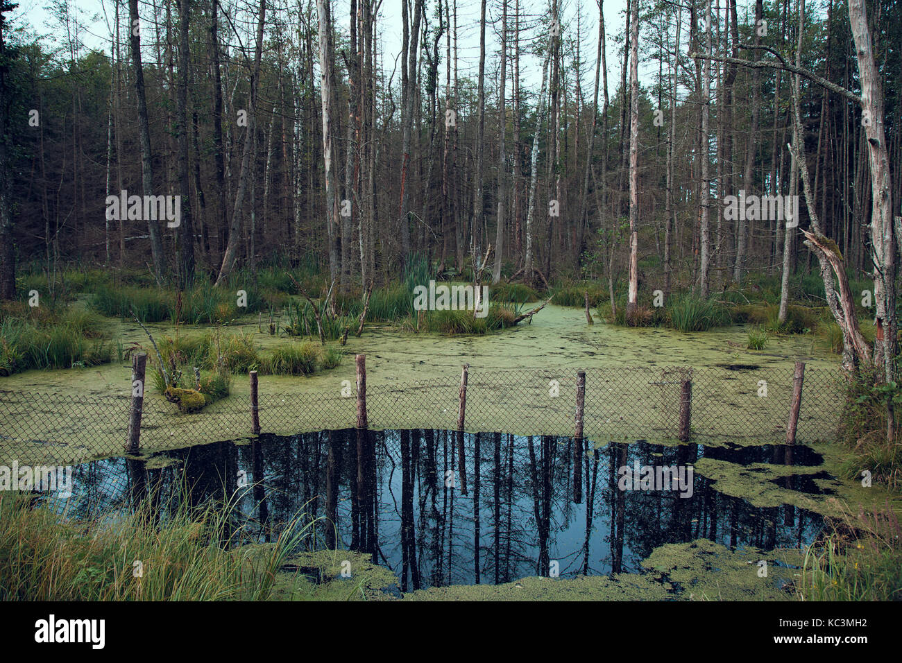 Swamp Foto Stock