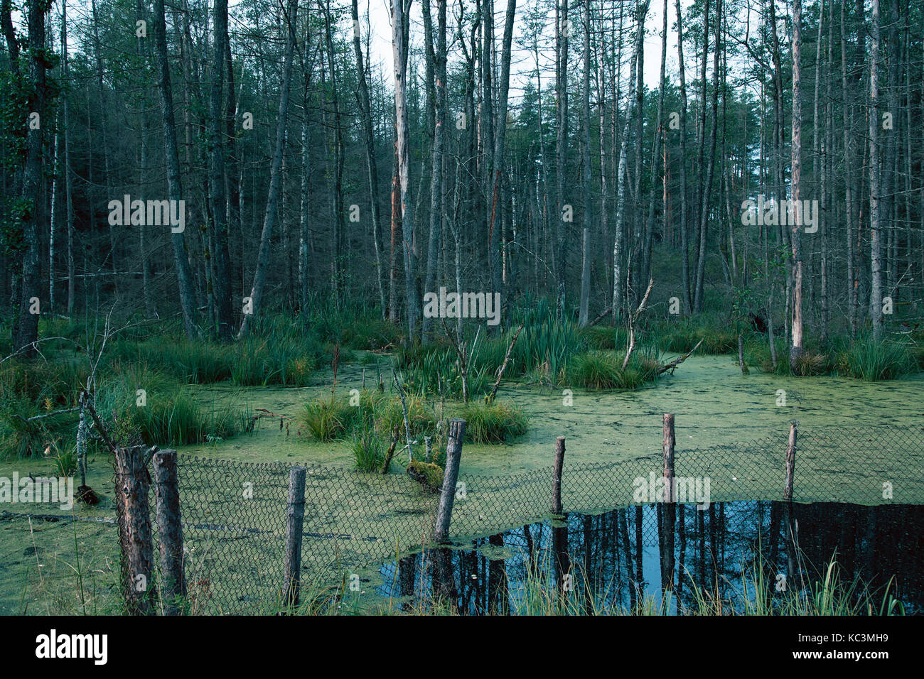 Swamp Foto Stock