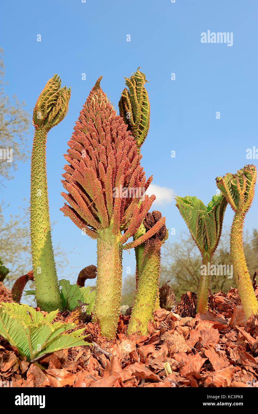 Rabarbaro gigante / (Gunnera manicata) | Mammutblatt / (Gunnera manicata) Foto Stock