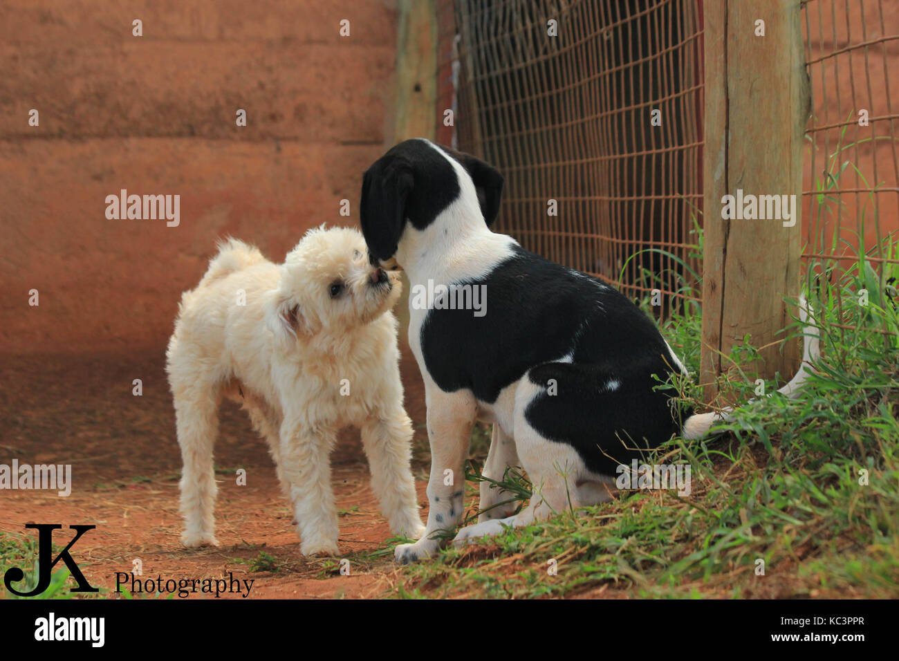 Cane Foto Stock