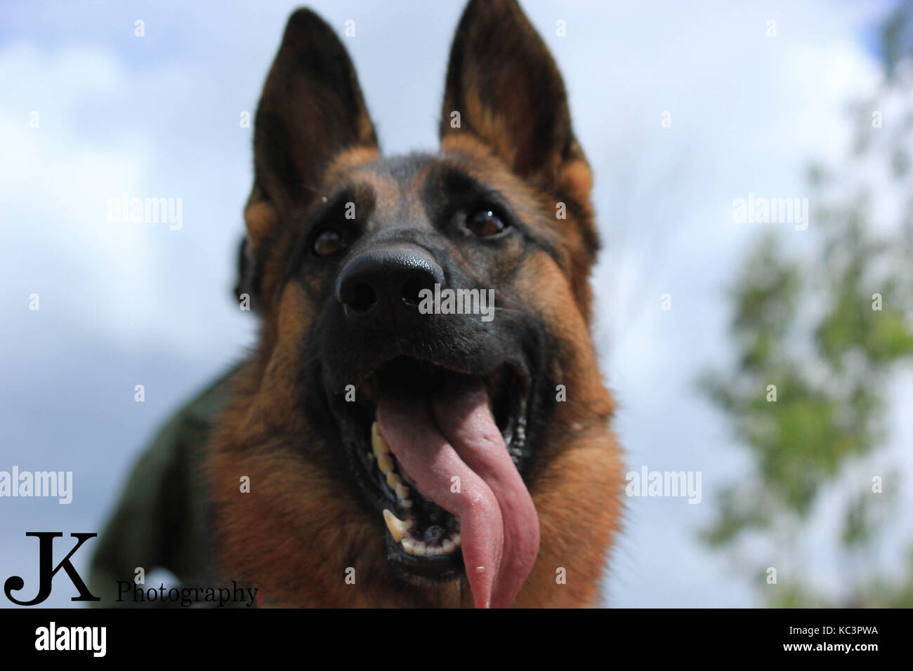 Cane Foto Stock