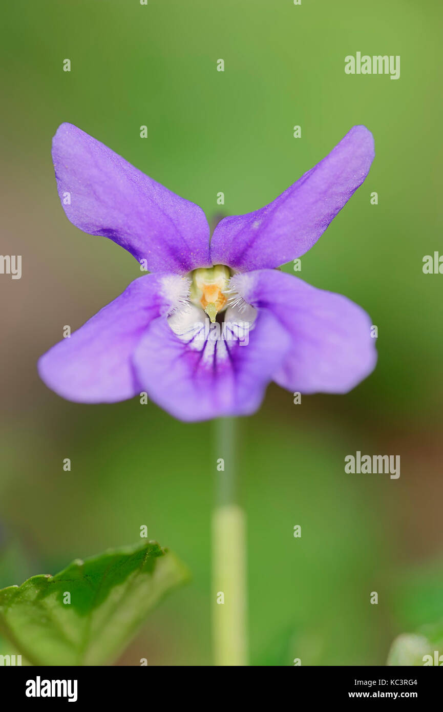 Cane comune violetta, Renania settentrionale-Vestfalia, Germania / (Viola riviniana) | Hain-Veilchen, Nordrhein-Westfalen, Deutschland Foto Stock