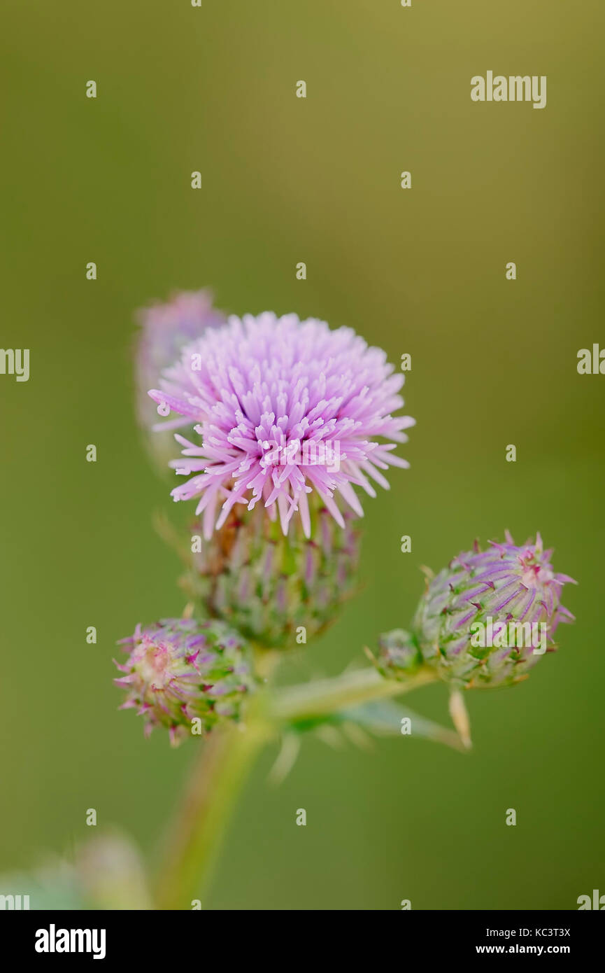 Creeping Thistle, Renania settentrionale-Vestfalia, Germania / (Cirsium arvense) | Acker-Kratzdistel, Nordrhein-Westfalen, Deutschland Foto Stock