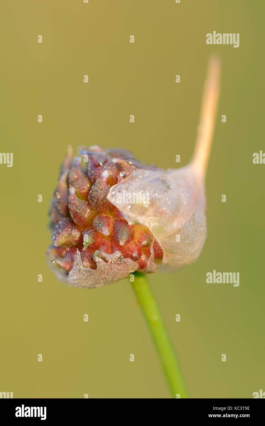 Aglio selvatico, Renania settentrionale-Vestfalia, Germania / (Allium vineale) | Weinberg-Lauch, Nordrhein-Westfalen, Deutschland Foto Stock