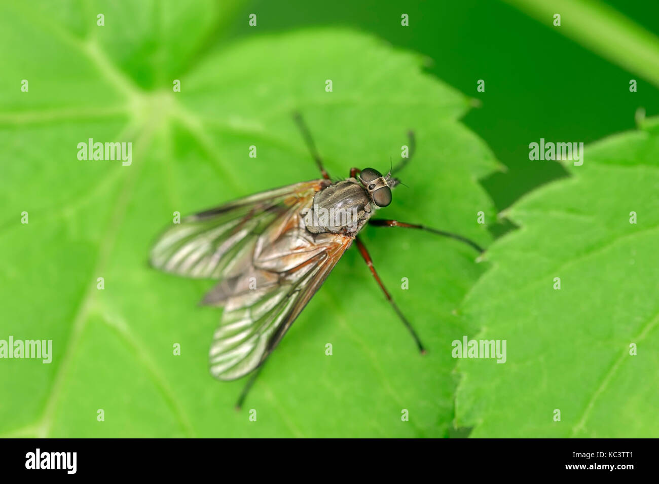 Grandi Fleck-Snipefly alato, Renania settentrionale-Vestfalia, Germania / (Rhagio notatus) | Schnepfenfliege, Nordrhein-Westfalen, Deutschland Foto Stock