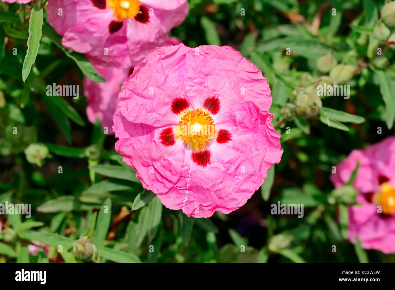 Orchid cisto, Provenza, Francia meridionale / (Cistus x purpureus) | Pupur-Zistrose / (Cistus x purpureus) Foto Stock