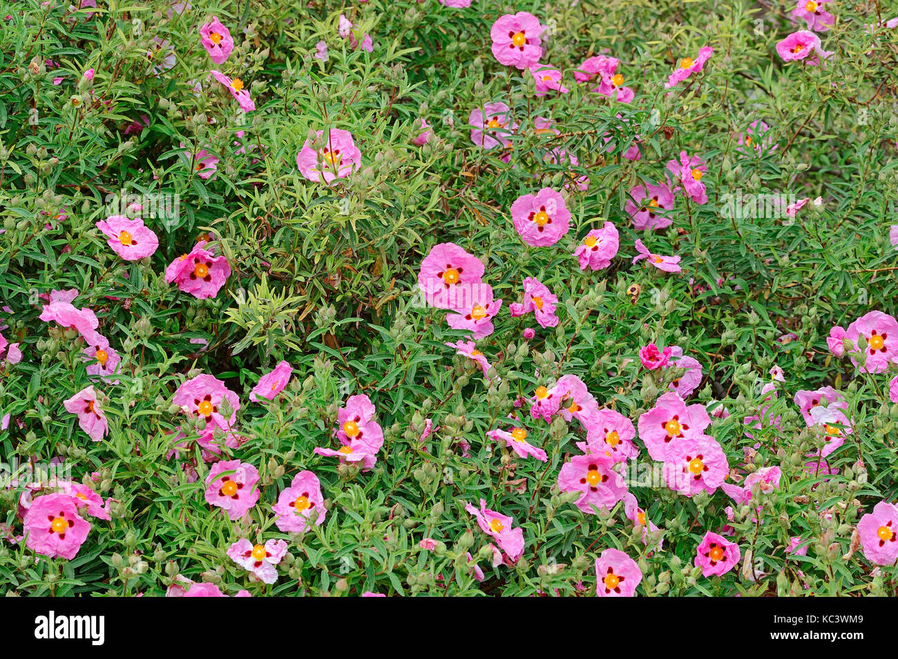 Orchid cisto, Provenza, Francia meridionale / (Cistus x purpureus) | Pupur-Zistrose / (Cistus x purpureus) Foto Stock