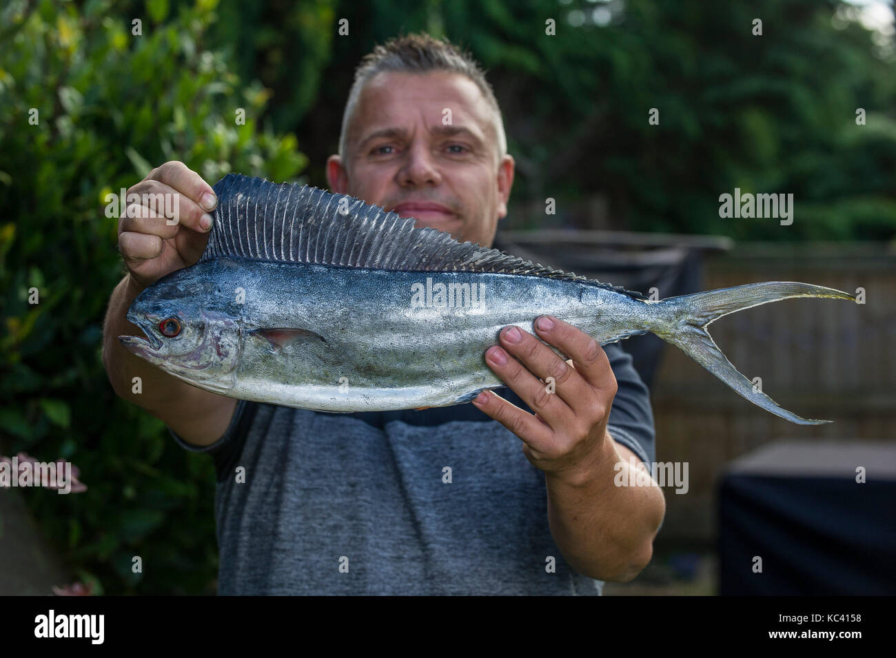 Il pescatore Mark Padfield che hanno catturato il primo registrato Dolphin pescare in acque britanniche, da Chesil Beach nel Dorset. Il pesce è non nativa per le acque del Regno Unito. Foto Stock