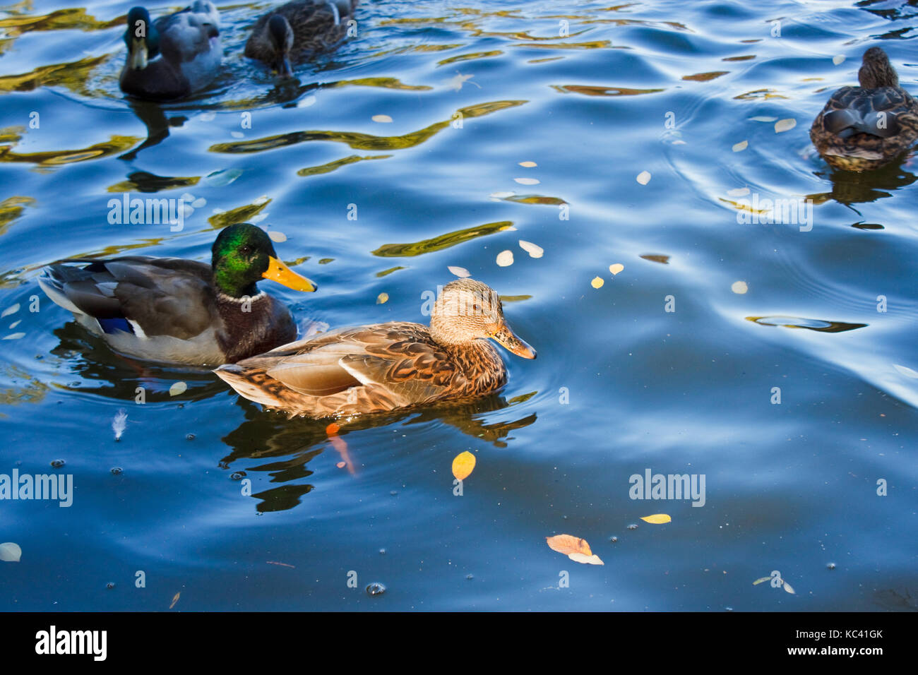 Le anatre bastarde il nuoto nel lago Foto Stock