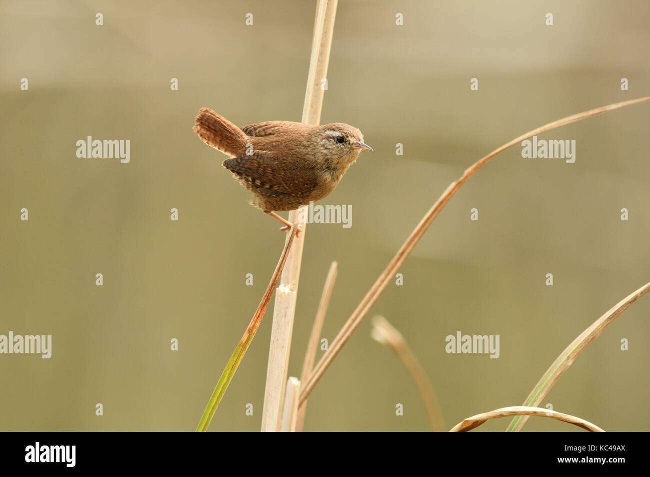 Wren (Troglodytes troglodytes) arroccato su una canna stelo in un Warwickshire reed letto nel Regno Unito. Foto Stock