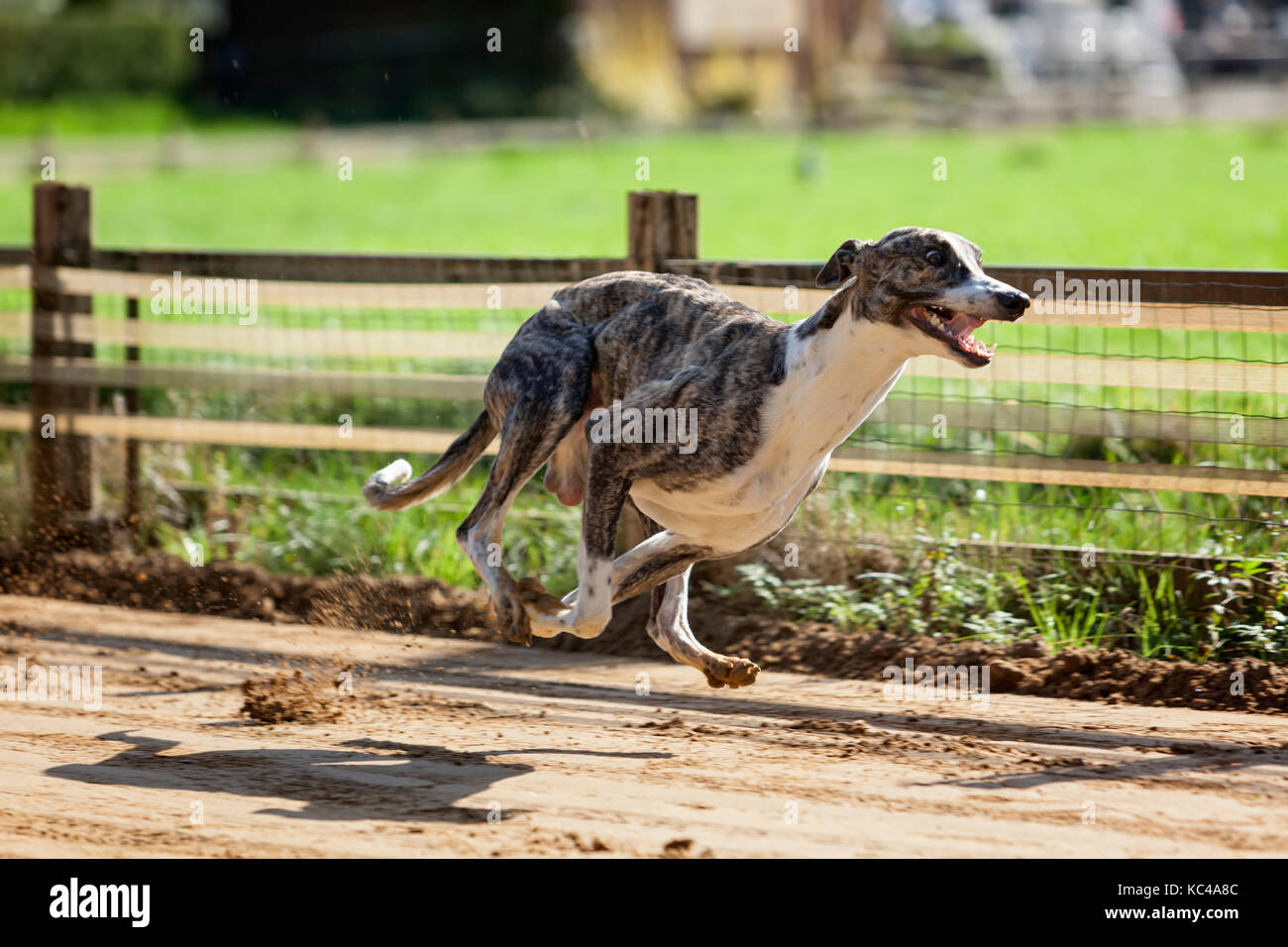 Male Whippet sospira a mezz'aria in una corsa di allenamento sulla pista di gara Foto Stock