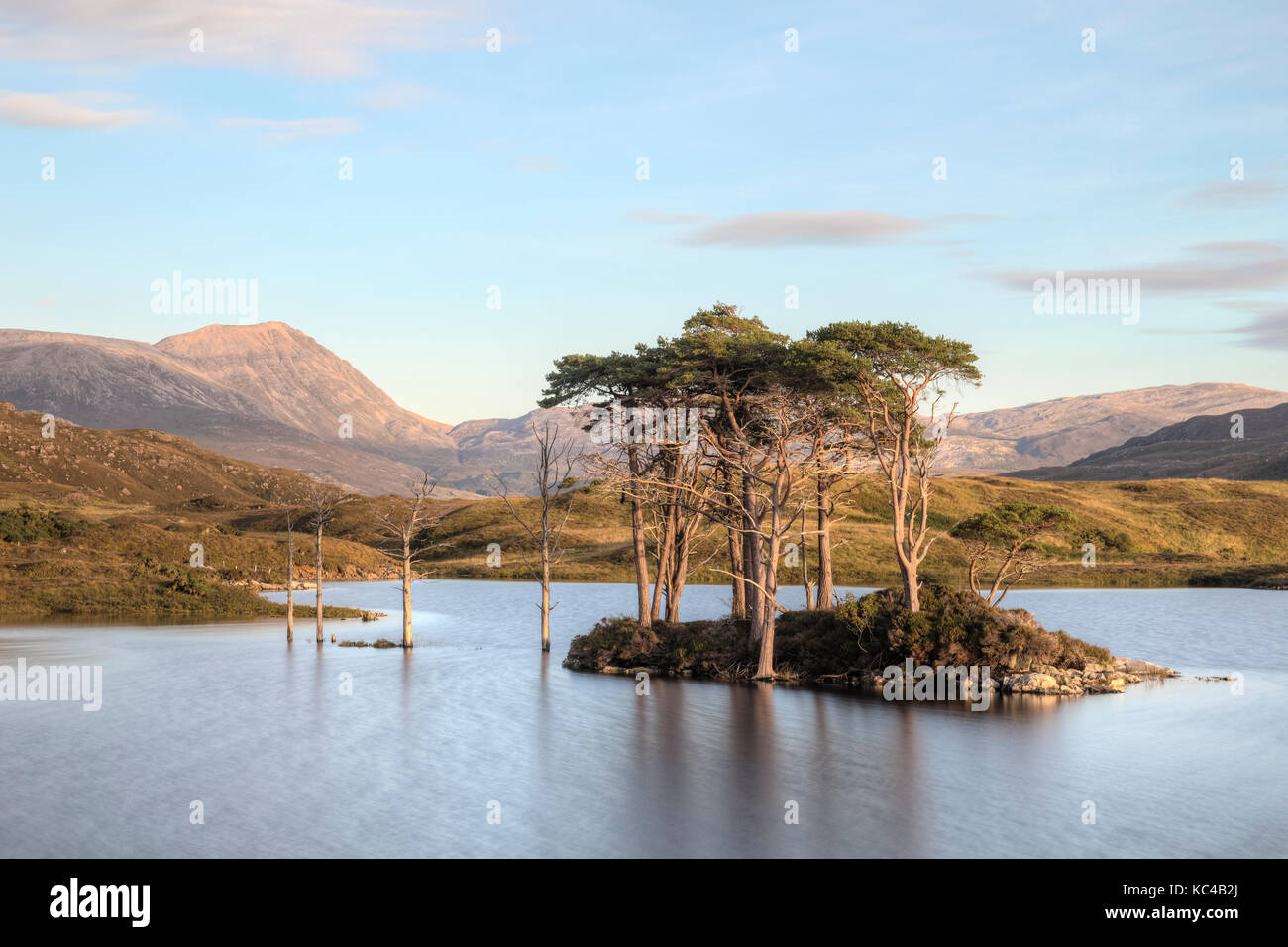 Alberi sommersi a Loch Assynt, Sutherland, Scozia, Regno Unito Foto Stock