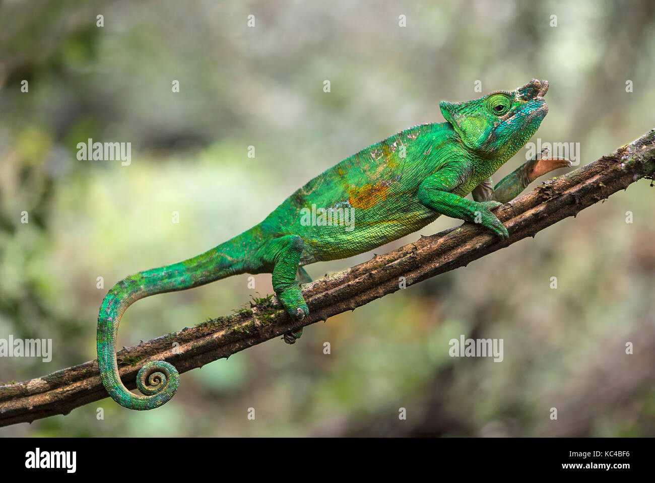 Pantera maschio (camaleonte calumma parsonii), (chameleonidae), endemica del Madagascar, andasibe parco nazionale del Madagascar Foto Stock