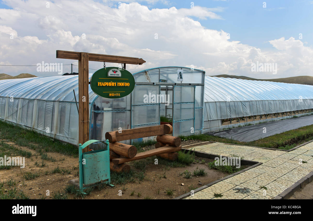 Polytunnels per la produzione di fragole in suolo privo di substrati, mongolo-giapponese ventrue comune fattoria quotidiana llc, songino khairkhan, Mongolia Foto Stock