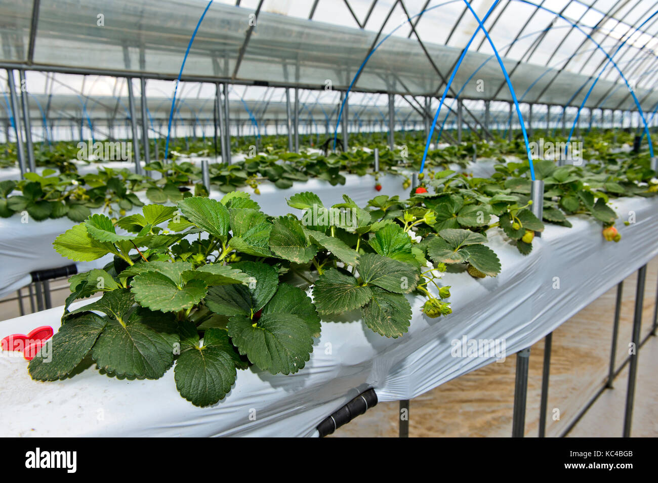 La produzione di fragole in suolo privo di substrati in una serra, sito monnaran, mongolo-giapponese di joint venture fattoria quotidiana llc, songino khairkhan, m Foto Stock