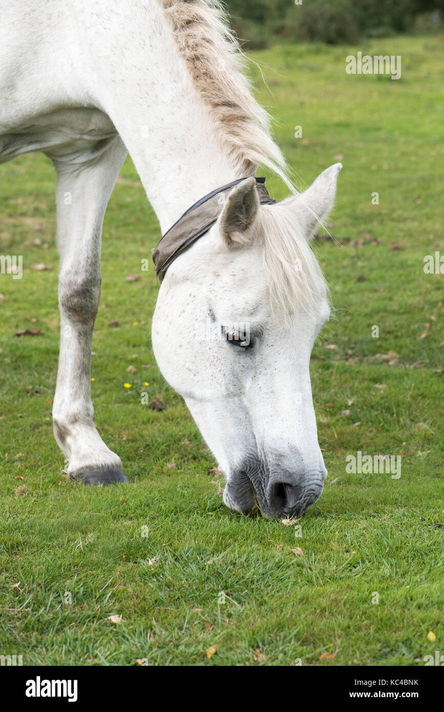 New Forest pony indossa un collare fluorescente per renderlo più visibile per gli utenti della strada Foto Stock