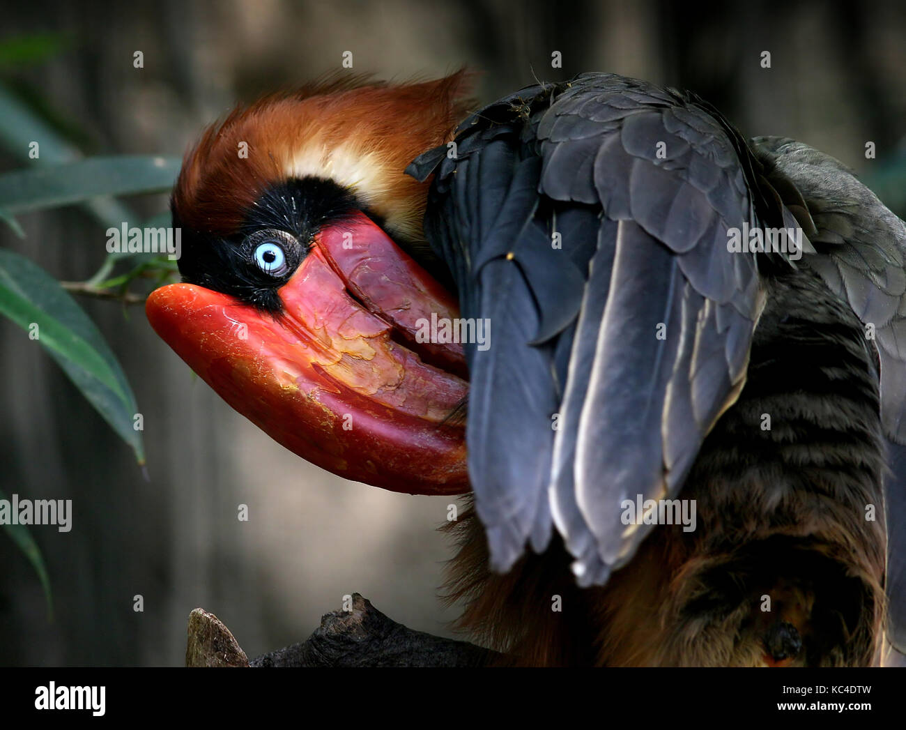 Preening femmina asiatico rufous hornbill (Buceros hydrocorax), anche conosciuto come la hornbill filippina Foto Stock