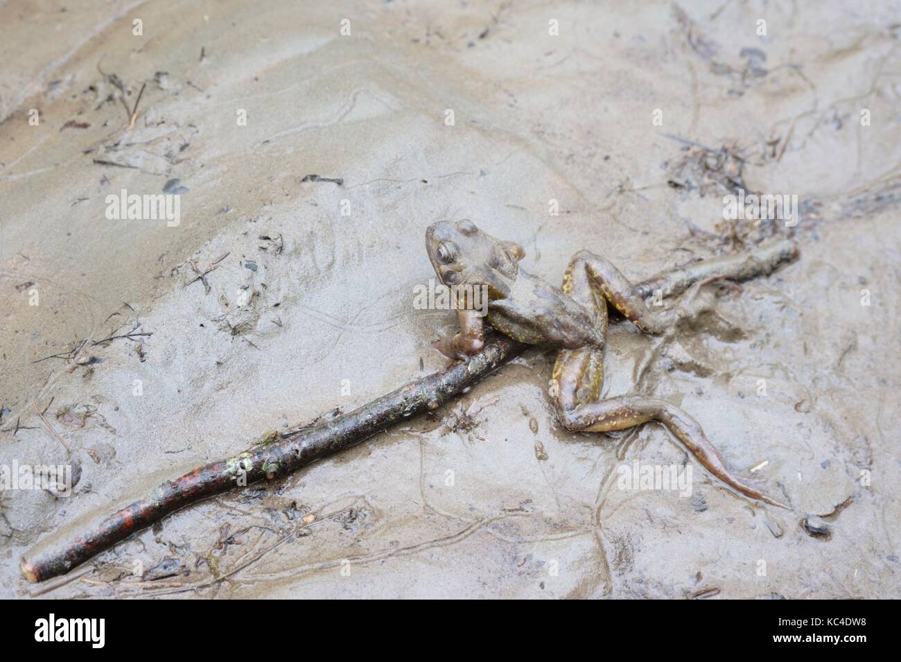 Rana comune, rana temporaria, la morte per soffocamento nel fiume limi, Wales, Regno Unito Foto Stock