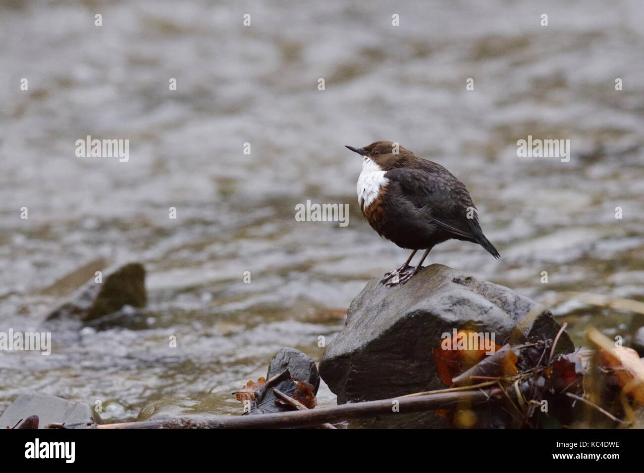 Il bilanciere, Cinclus cinclus al bordo del fiume, Wales, Regno Unito Foto Stock