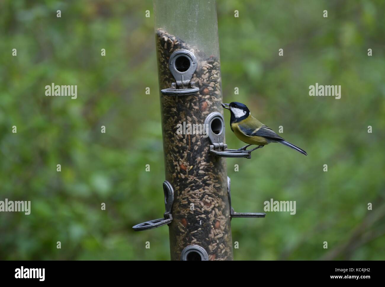 Blashford Lakes, Hampshire, Regno Unito. 2 Ott 2017. Regno Unito Meteo. Il tempo autunnale ha raggiunto i laghi di Blashford, Hampshire, Regno Unito. 2 Ott 2017. Credit: Ajit Wick/Alamy Live News Foto Stock