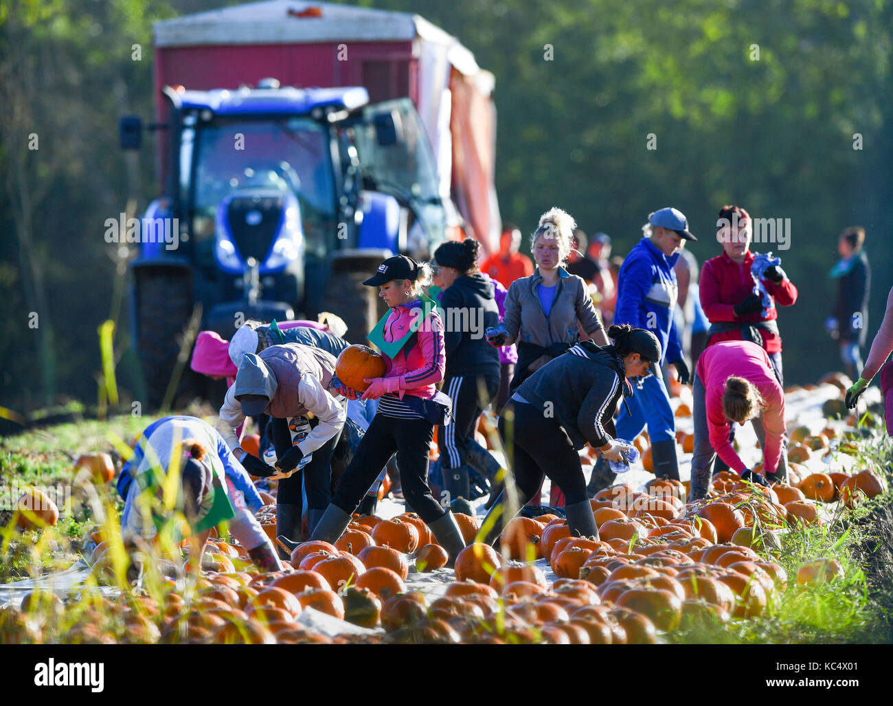 Southampton, Regno Unito. 03 ott 2017. Romsey Hampshire, Inghilterra martedì 3 ottobre 2017. La zucca viene raccolto in corso in Romsey Hampshire, raccoglitrici di zucca approfittare della pausa nel tempo come l'autunno suns brilla per raccogliere le zucche. Due grandi campi appena fuori la M27 in Hampshire vicino a Southampton sono accesi di colore arancio brillante in questo periodo dell anno con migliaia di zucche che sono destinati per negozi per Halloween. Credito: PBWPIX/Alamy Live News Foto Stock