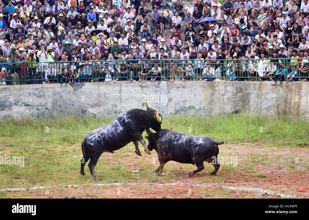Qiandongnan, della Cina di Guizhou. 3° ott 2017. I turisti guarda i tori di combattimenti in congjiang county, a sud-ovest della Cina di Guizhou, oct. 3, 2017. varie attività sono tenuti in tutta la Cina durante la giornata nazionale vacanza. Questo anno è stato prorogato di un giorno in più come il festival di metà autunno cade su oct. 4. Credito: wu dejun/xinhua/alamy live news Foto Stock