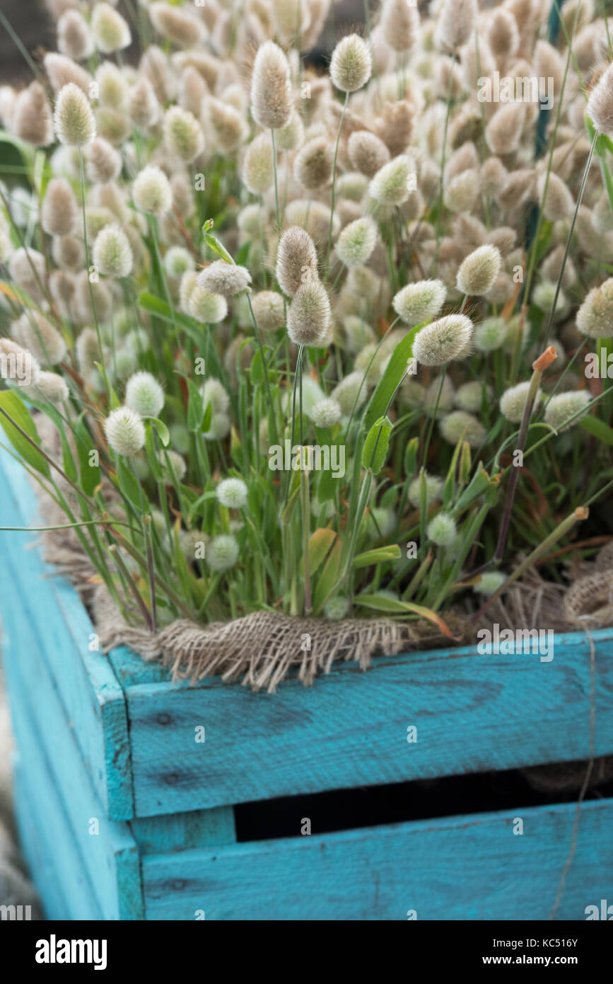 Lagurus ovatus. Lepre la coda dell'erba in un blu gabbia in legno a Malvern Autunno Mostra, Worcestershire, Regno Unito Foto Stock